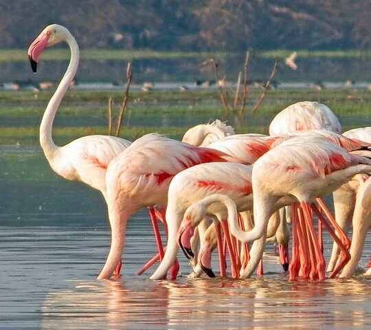 Bundala National Park