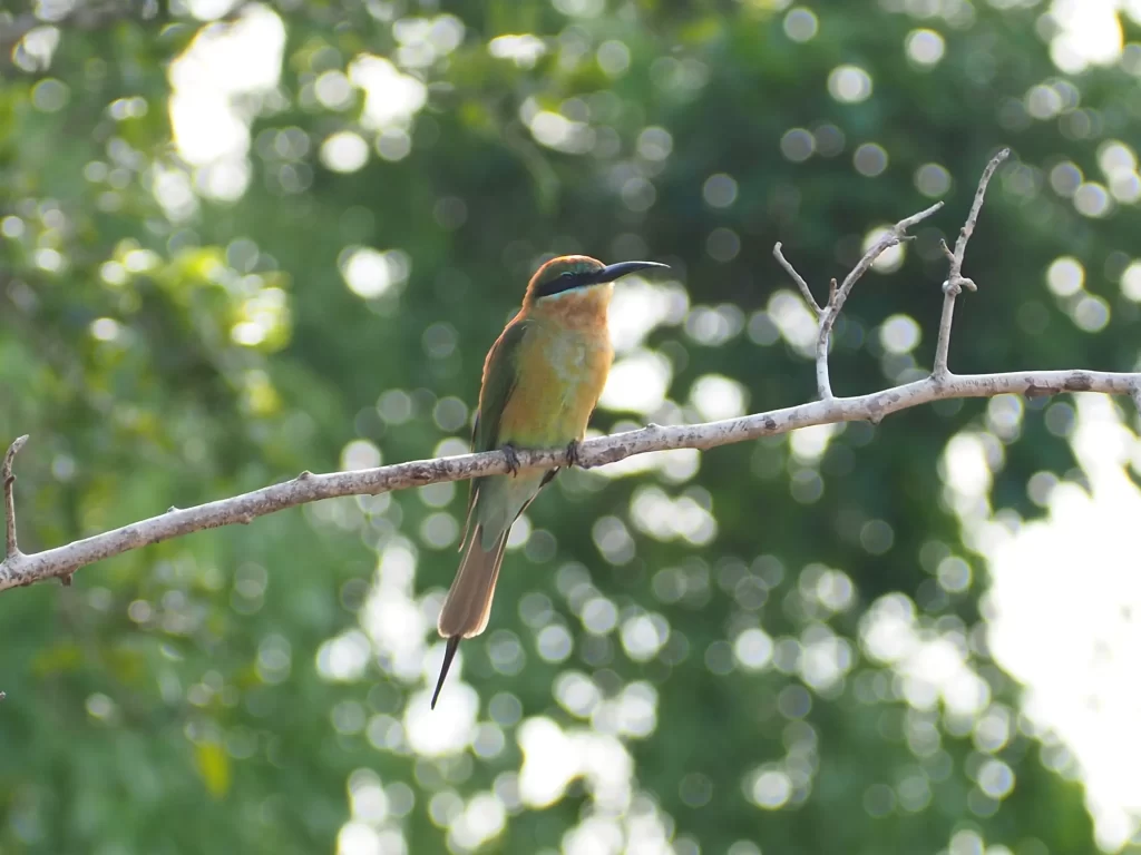 Yala National Park
