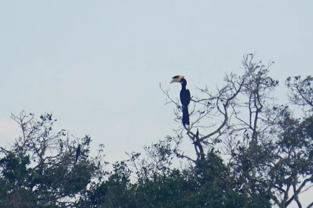 Udawalawe National Park