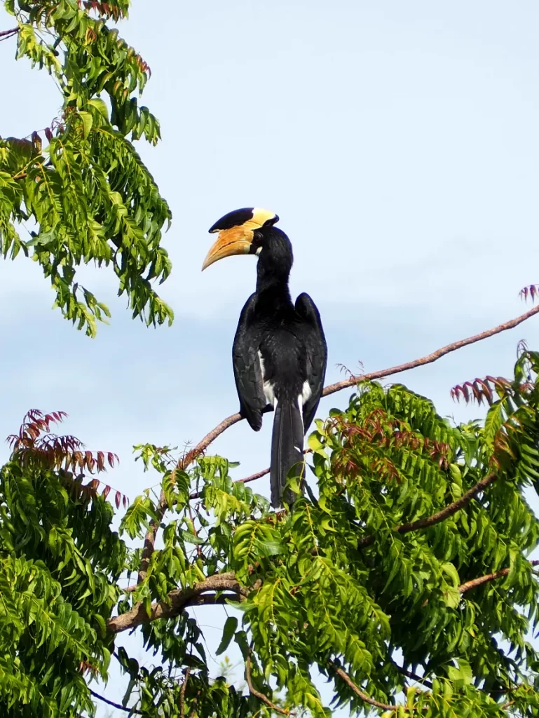 Yala National Park