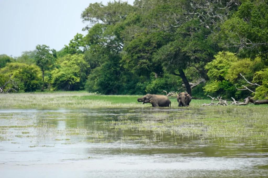 Safari Tours Sri Lanka