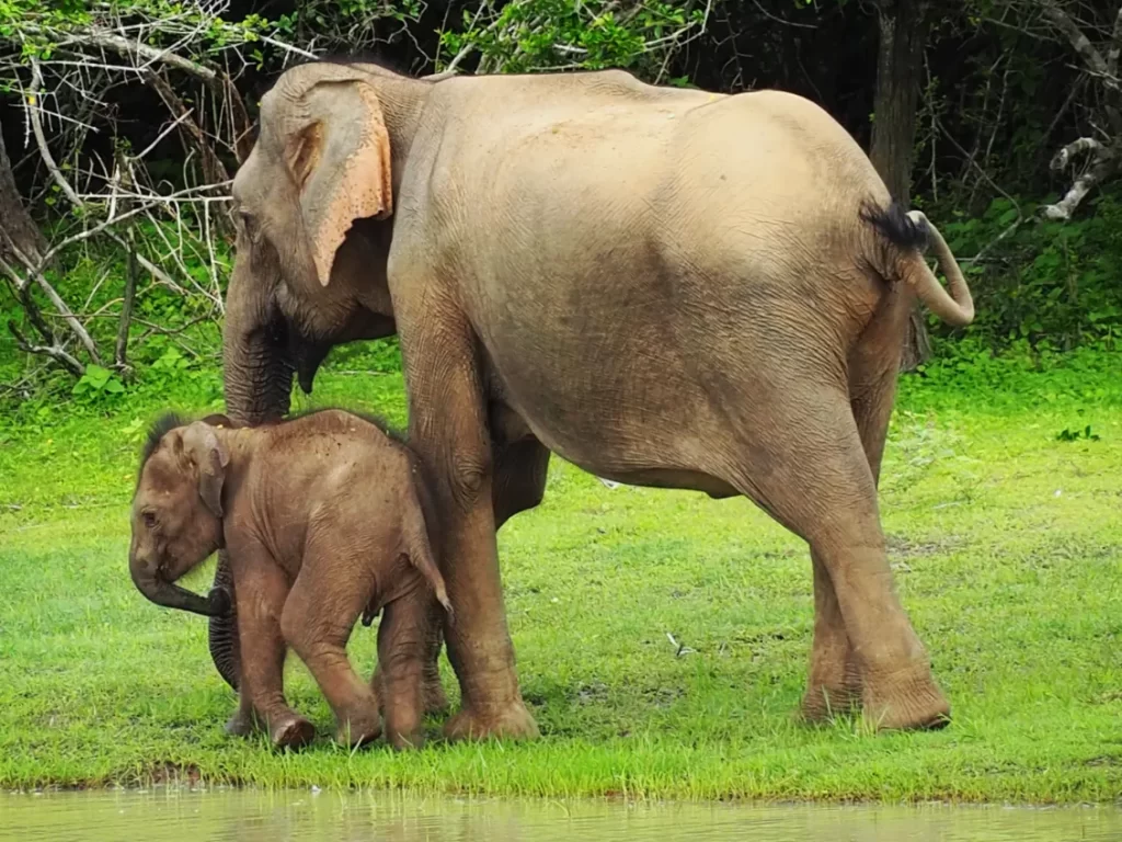 Udawalawe Safari":