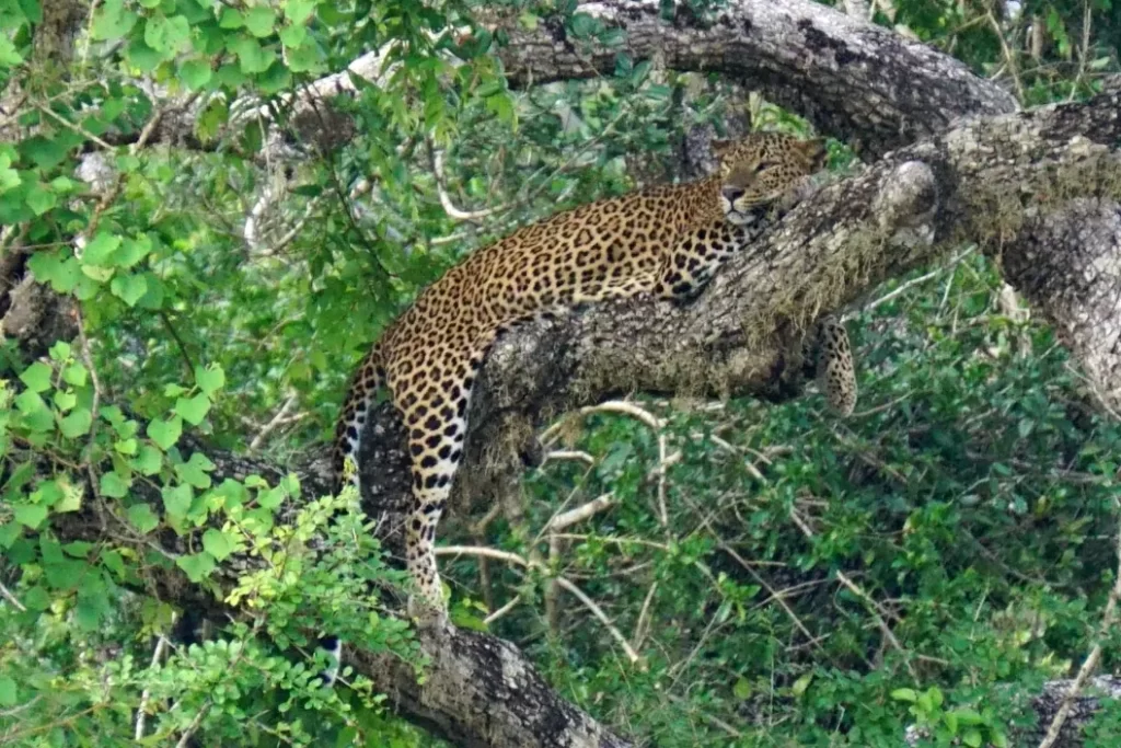 yala national park