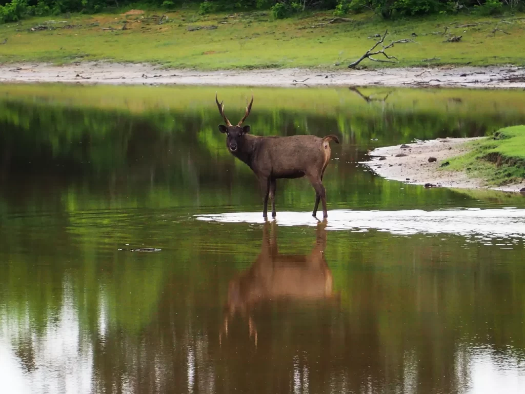 yala national park