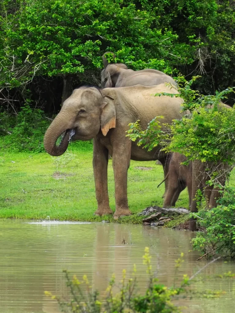yala national park