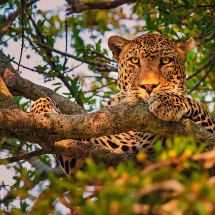 top-10-must-see-animals-in-sri-lanka-wildlife-ultimate-safari-bucket