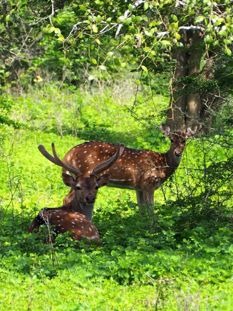 jeep safari in Sri Lanka