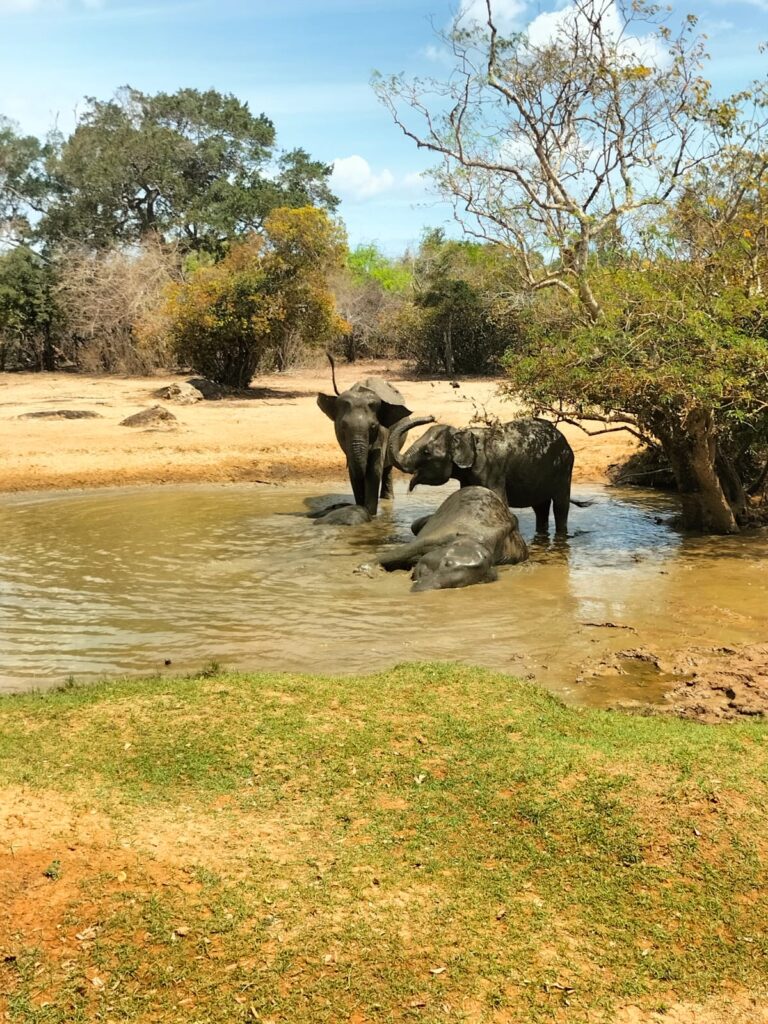 Safari in Sri Lanka