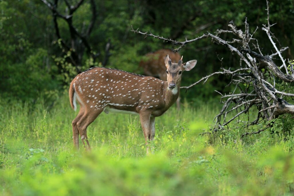 udawalawe national park