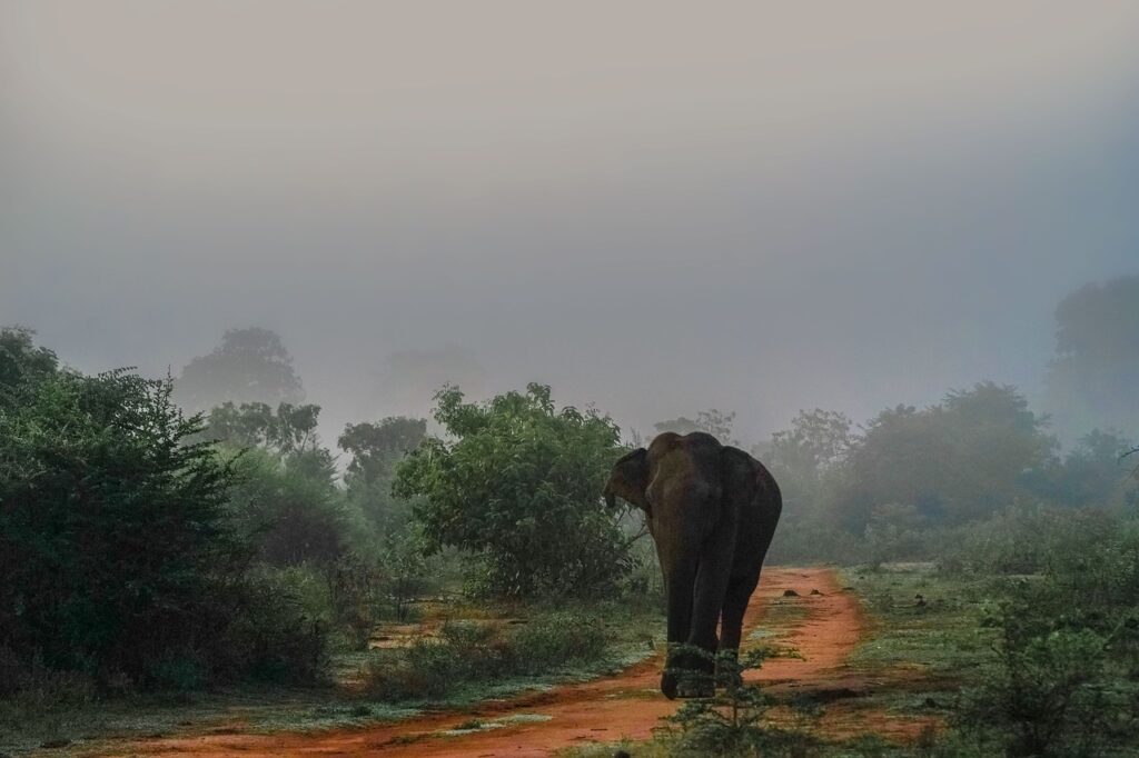 Sri Lankan safari