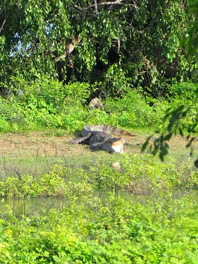 Yala National Park Safari