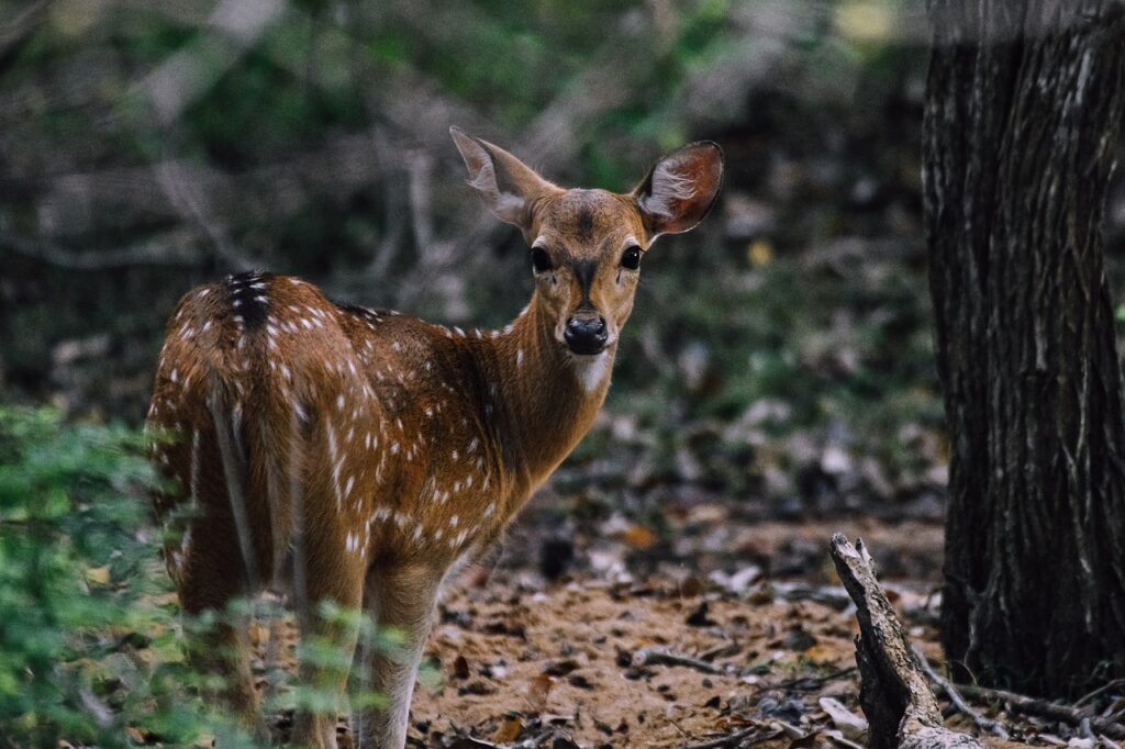 safari sri lanka