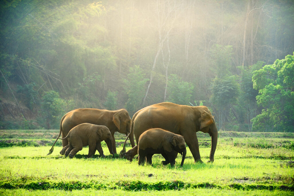 yala national park