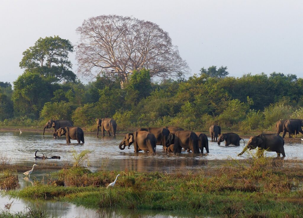 Experience the Thrill of Udawalawe Safari: Sri Lanka's Wildlife Adventure