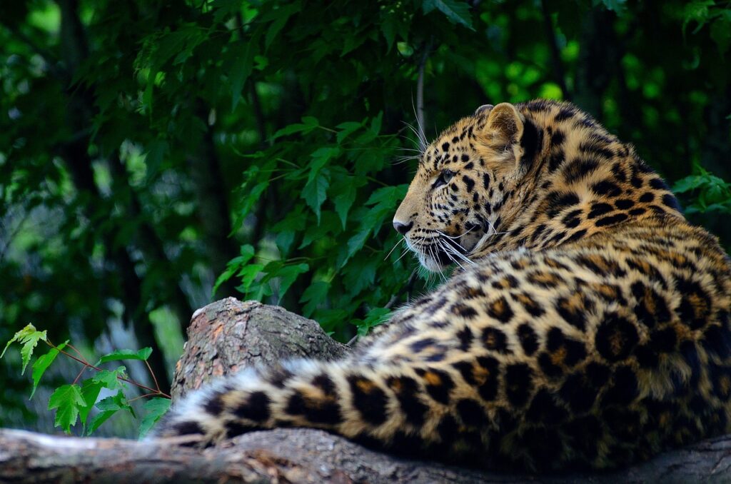 yala national park