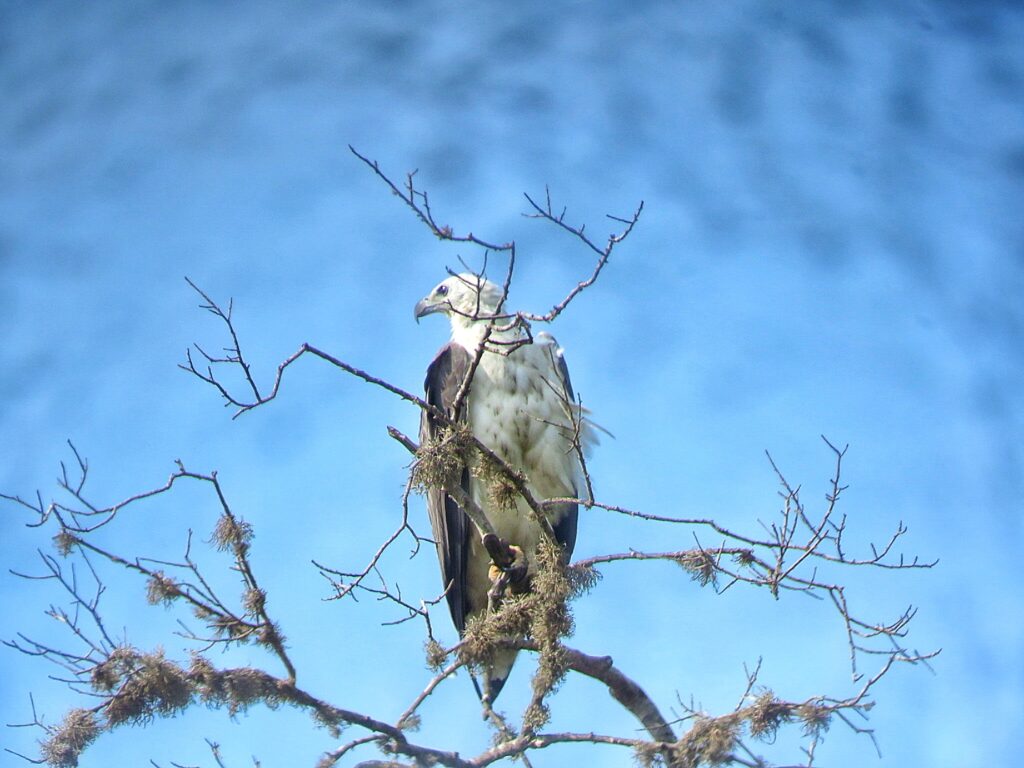 yala national park