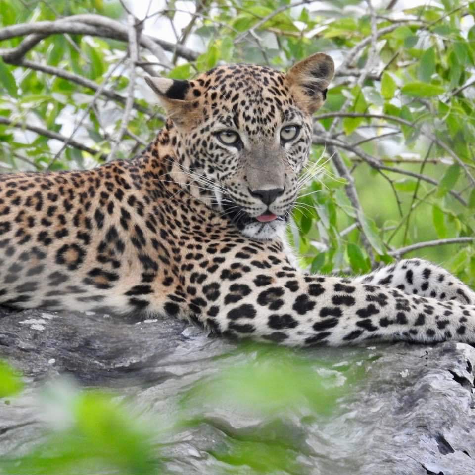 yala national park