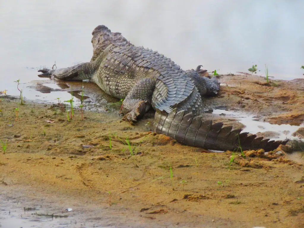 Yala National Park