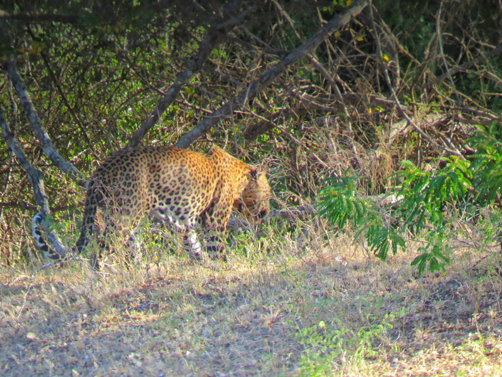 best time for safari in Sri Lanka