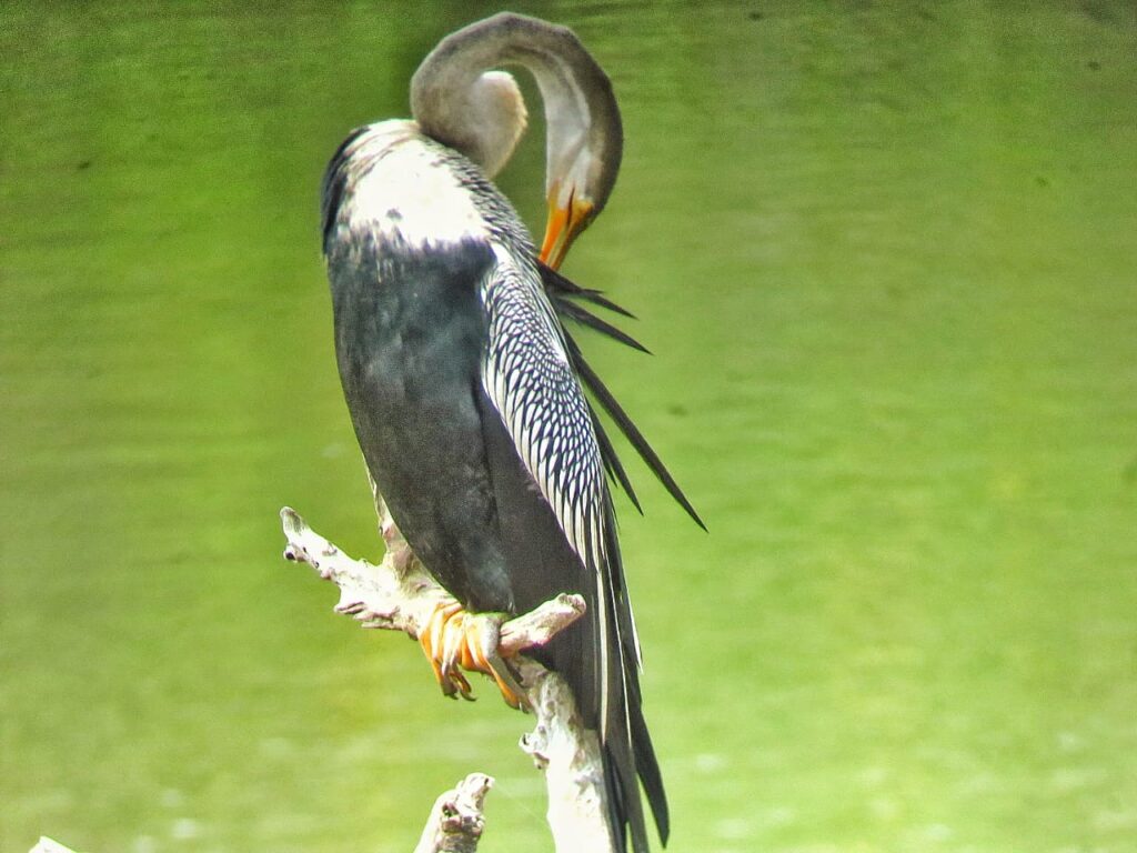 wildlife safaris in Sri Lanka