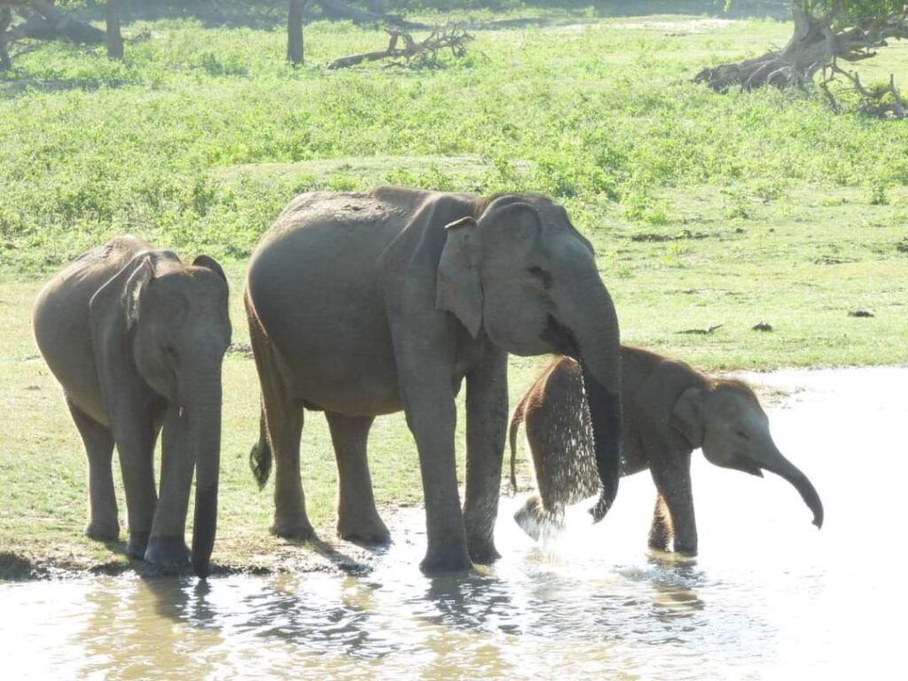 yala tours sri lanka