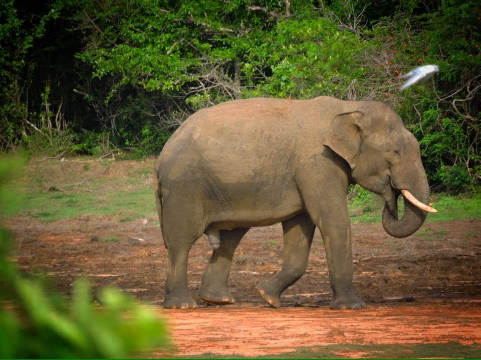 Udawalawe National Park