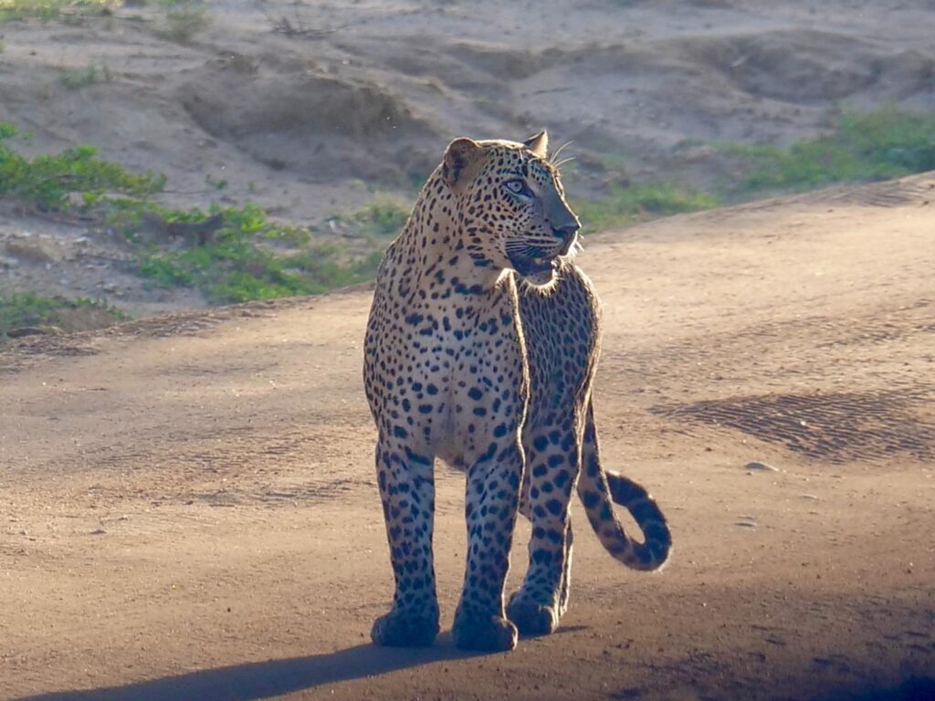 yala safari sri lanka